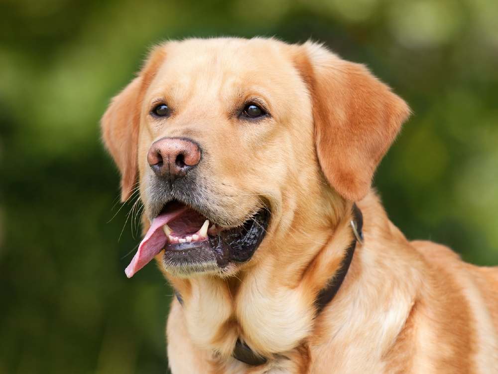 Maintaining Your Labrador Retriever