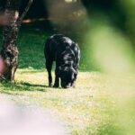 Common Mistakes in Dog Training