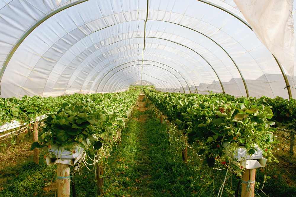 Greenhouse Equipment You Need to Get