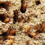 Pest Control for Termites