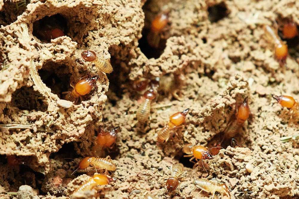 Pest Control for Termites