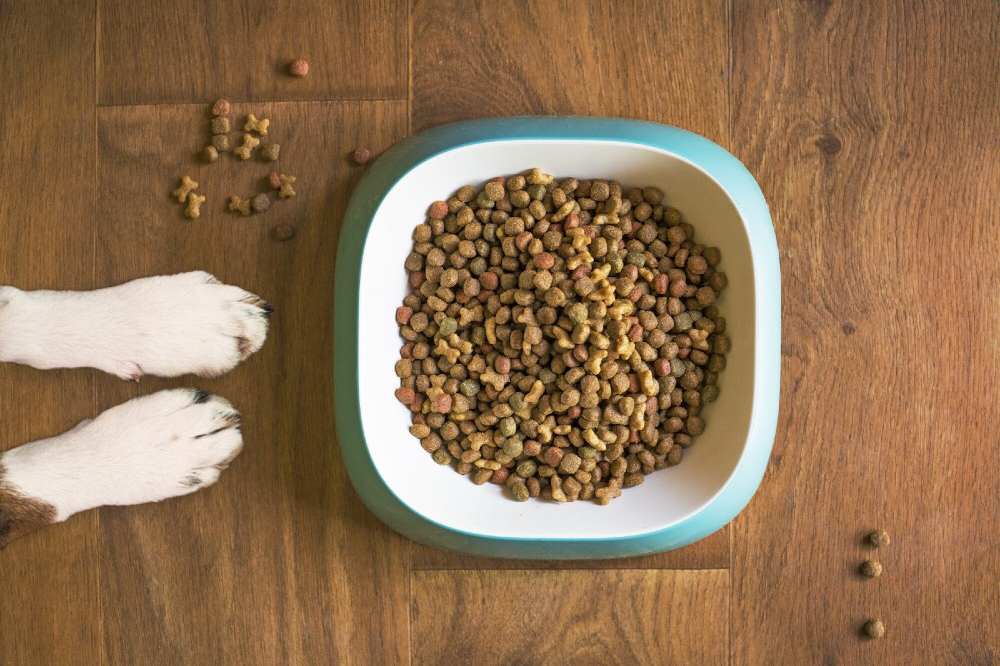 Dietary Needs When Picking Dog Food