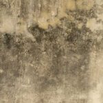 What Happens After Mold Testing